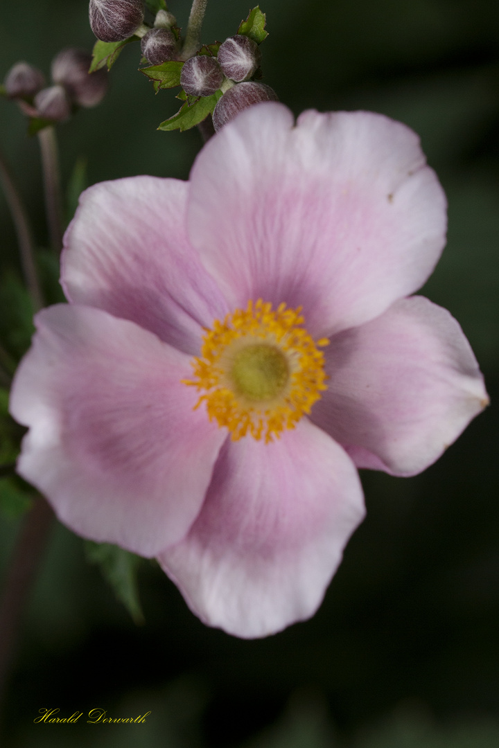 Herbst-Anemone (Anemone hupehensis) 