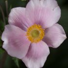 Herbst-Anemone (Anemone hupehensis) 