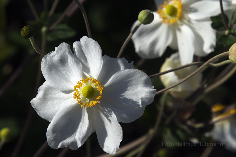 HERBST-ANEMONE (Anemone hupehensis)