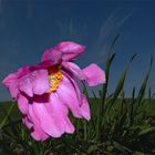 Herbst-Anemone (Anemone hupehensis)