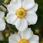 Herbst-Anemone (Anemone hupehensis)