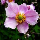 Herbst-Anemone (Anemone hupehensis)