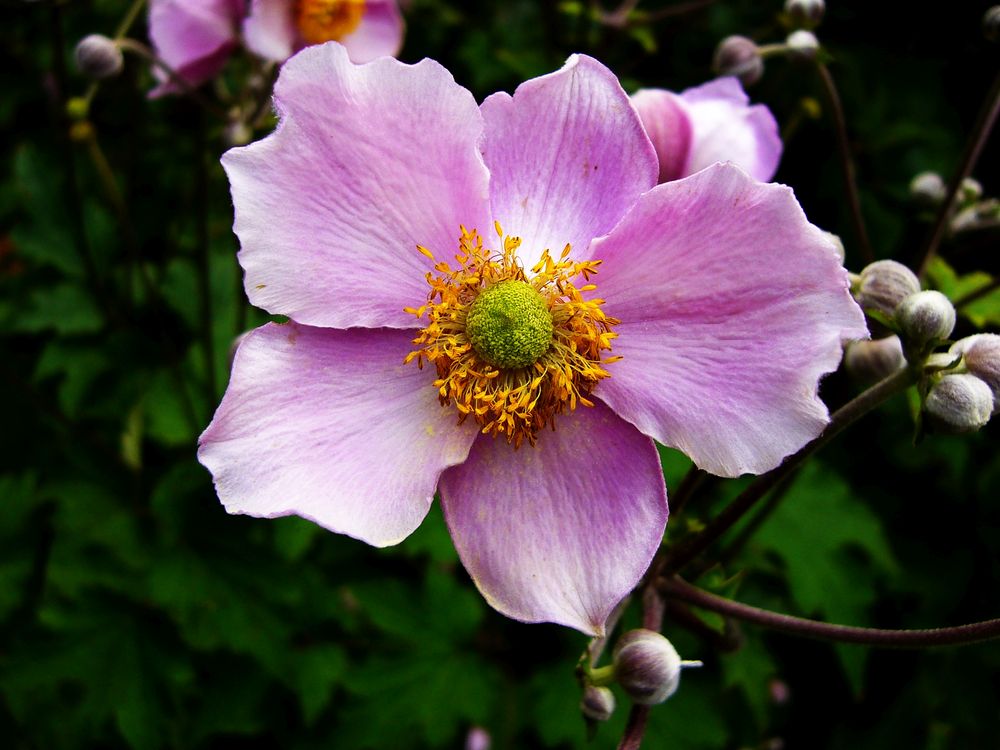 Herbst-Anemone (Anemone hupehensis)