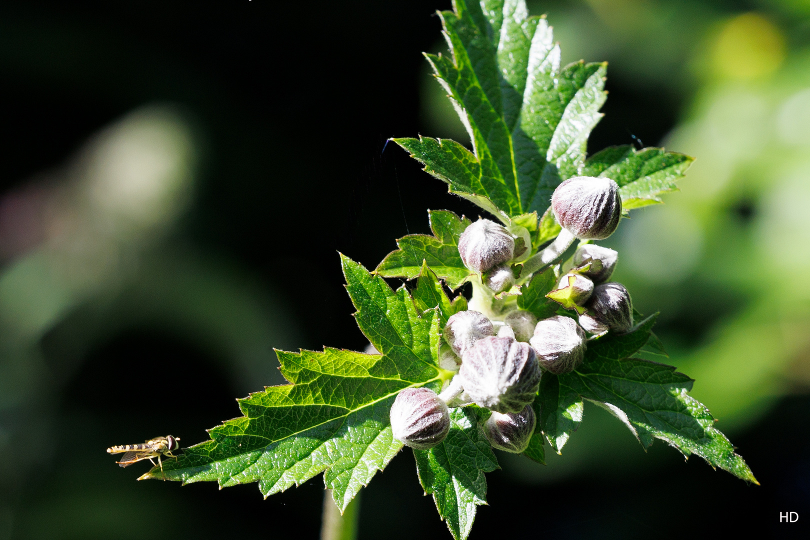 Herbst-Anemone (Anemone hupehensis)