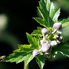 Herbst-Anemone (Anemone hupehensis)