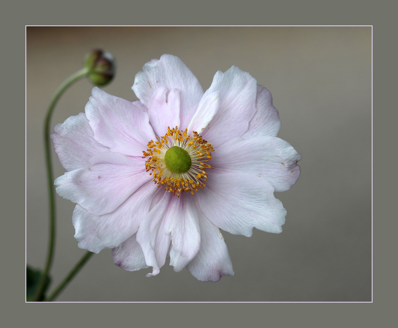 Herbst-Anemone (Anemone hupehensis).