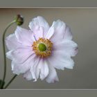 Herbst-Anemone (Anemone hupehensis).