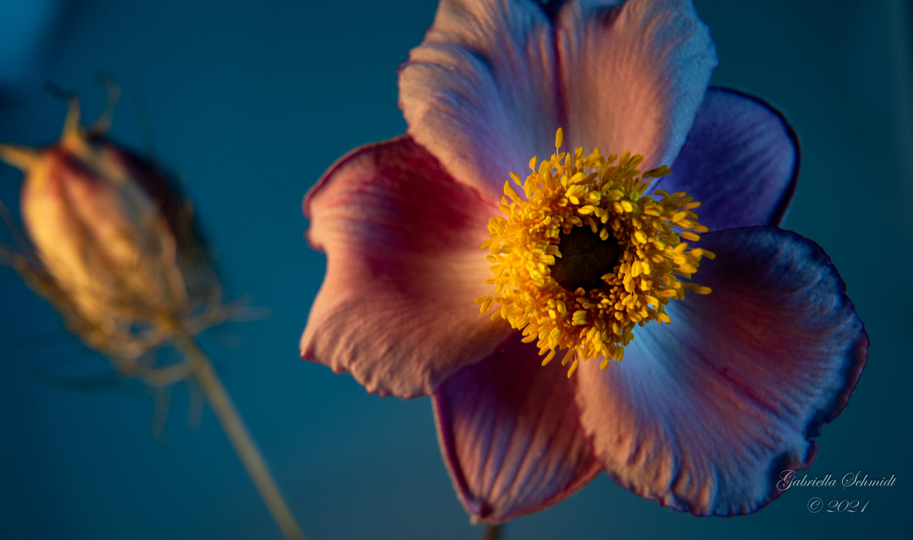 Herbst-Anemone (Anemone hupehensis) 