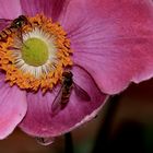 Herbst-Anemone (Anemone hupehensis)