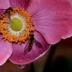 Herbst-Anemone (Anemone hupehensis)