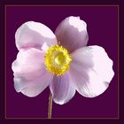 Herbst-Anemone (Anemone hupehensis)