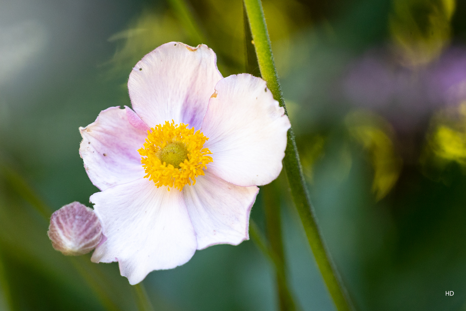 Herbst-Anemone (Anemone hupehensis) Blüte