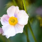 Herbst-Anemone (Anemone hupehensis) Blüte