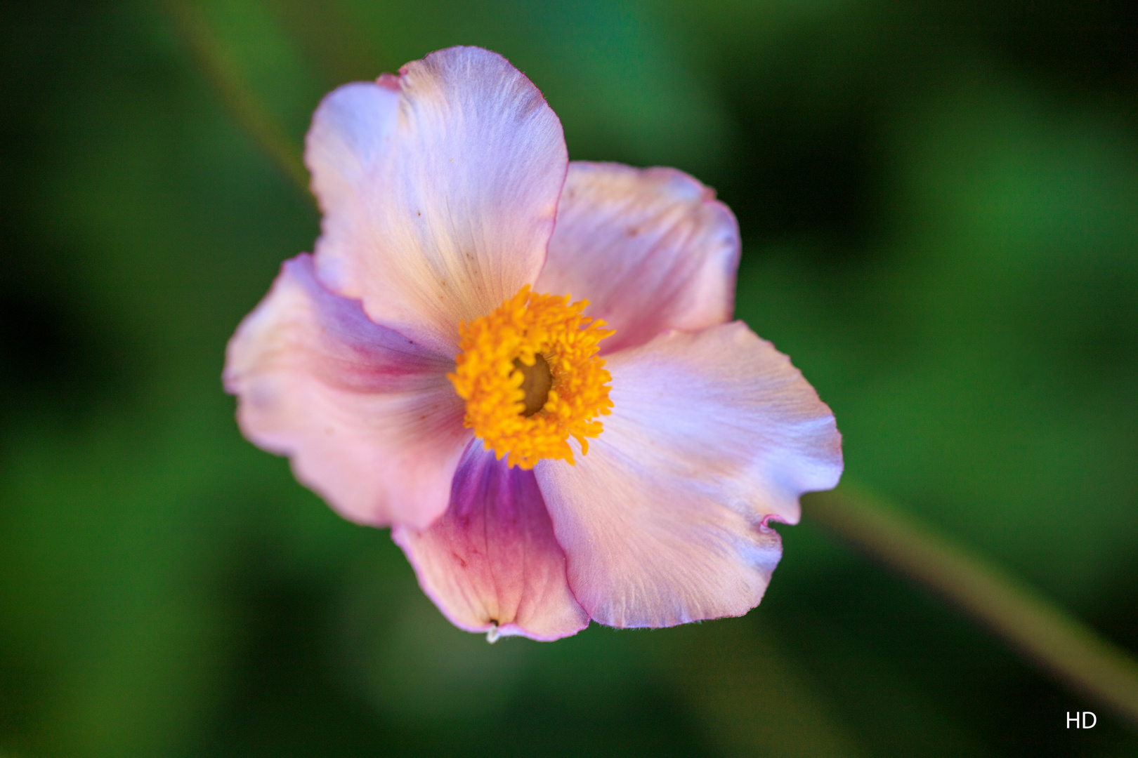 Herbst-Anemone (Anemone hupehensis) Blüte