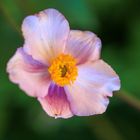 Herbst-Anemone (Anemone hupehensis) Blüte