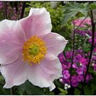 Herbst-Anemone (Anemone hupehensis)