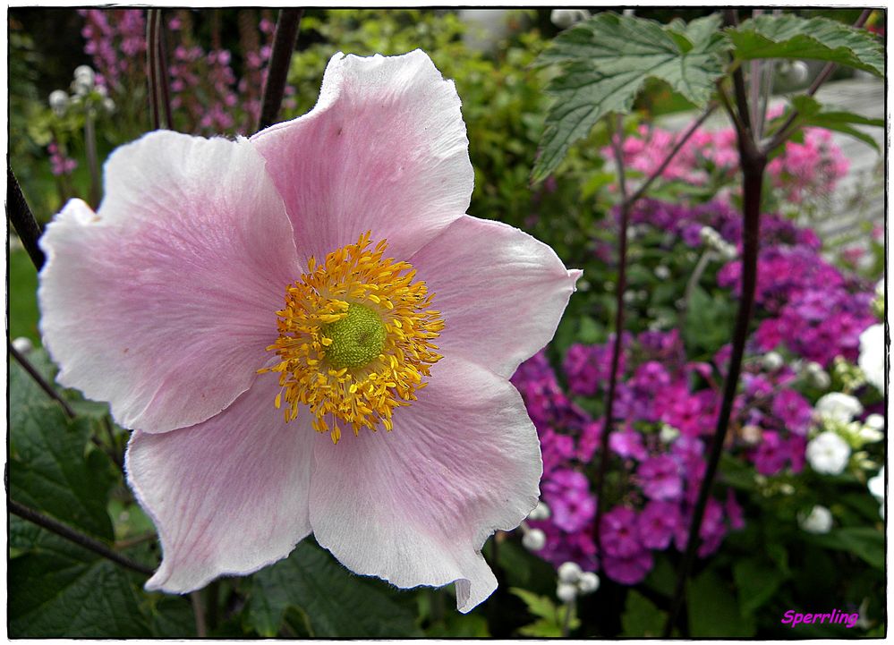 Herbst-Anemone (Anemone hupehensis)