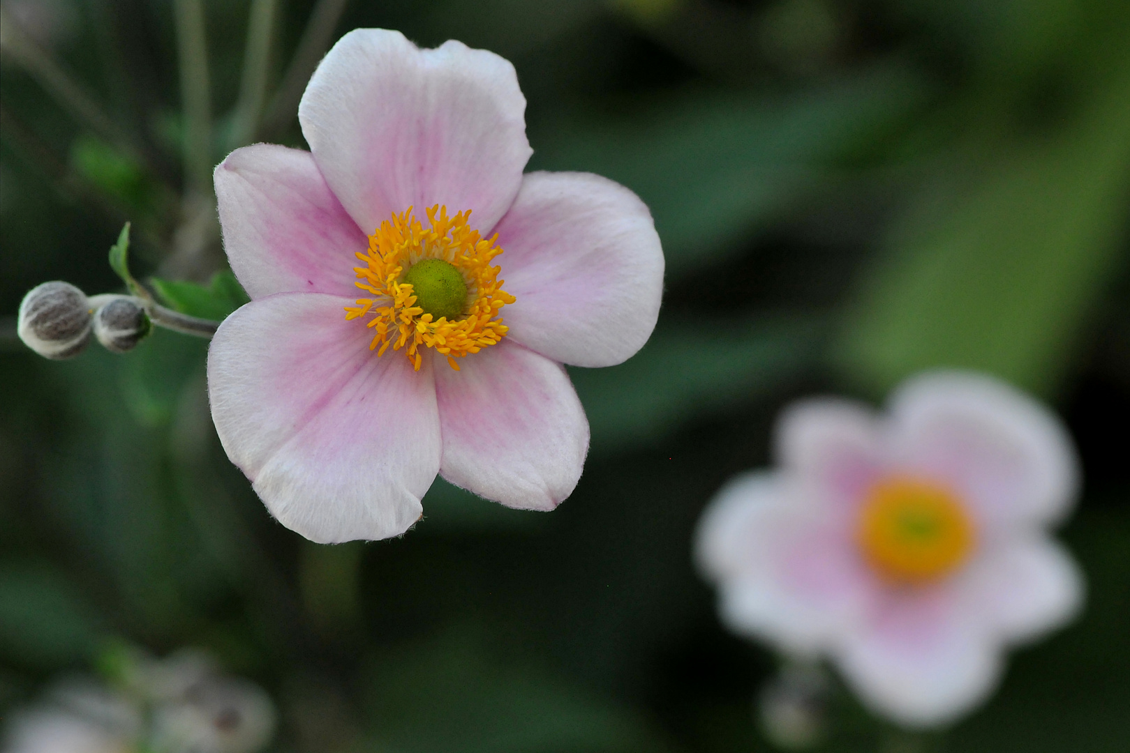 Herbst-Anemone (Anemone hupehensis)