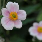 Herbst-Anemone (Anemone hupehensis)