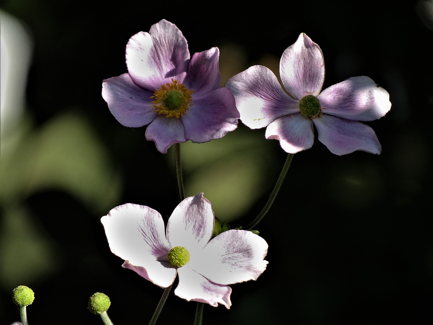 Herbst-Anemone (Anemone hupehensis)