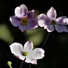 Herbst-Anemone (Anemone hupehensis)