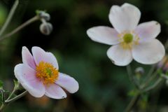 Herbst-Anemone (Anemone hupehensis) Doppelpack