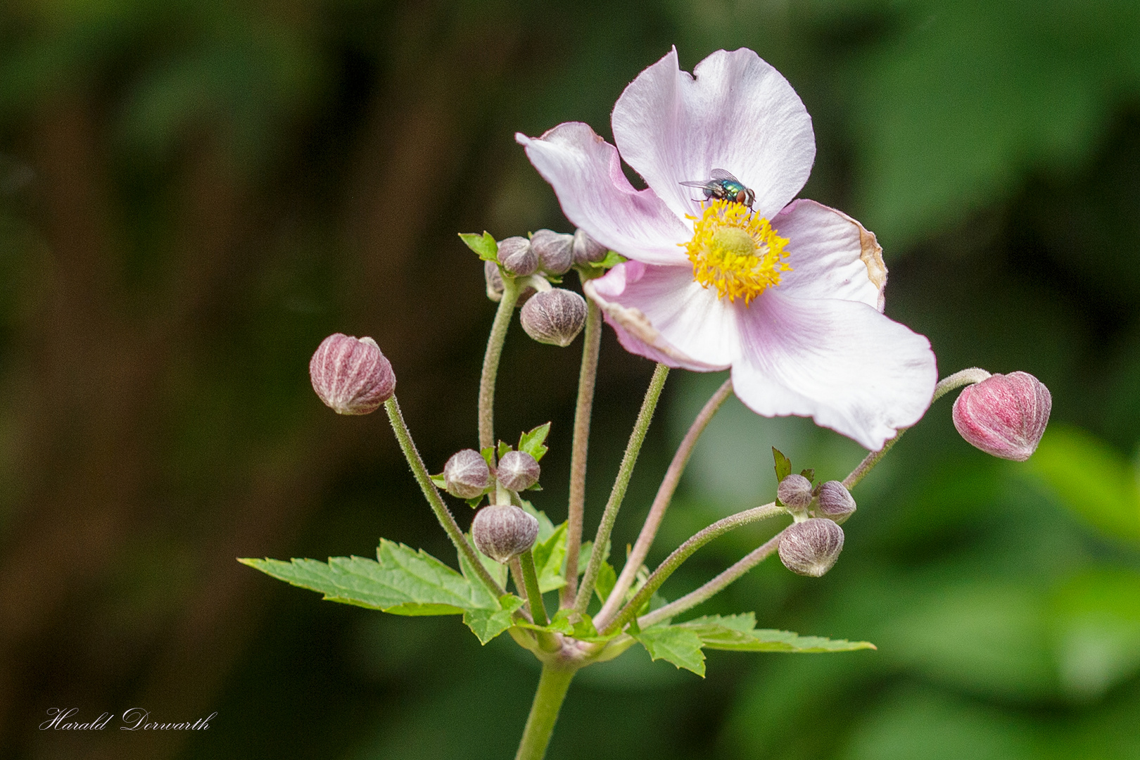 Herbst-Anemone (Anemone hupehensis)