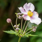 Herbst-Anemone (Anemone hupehensis)