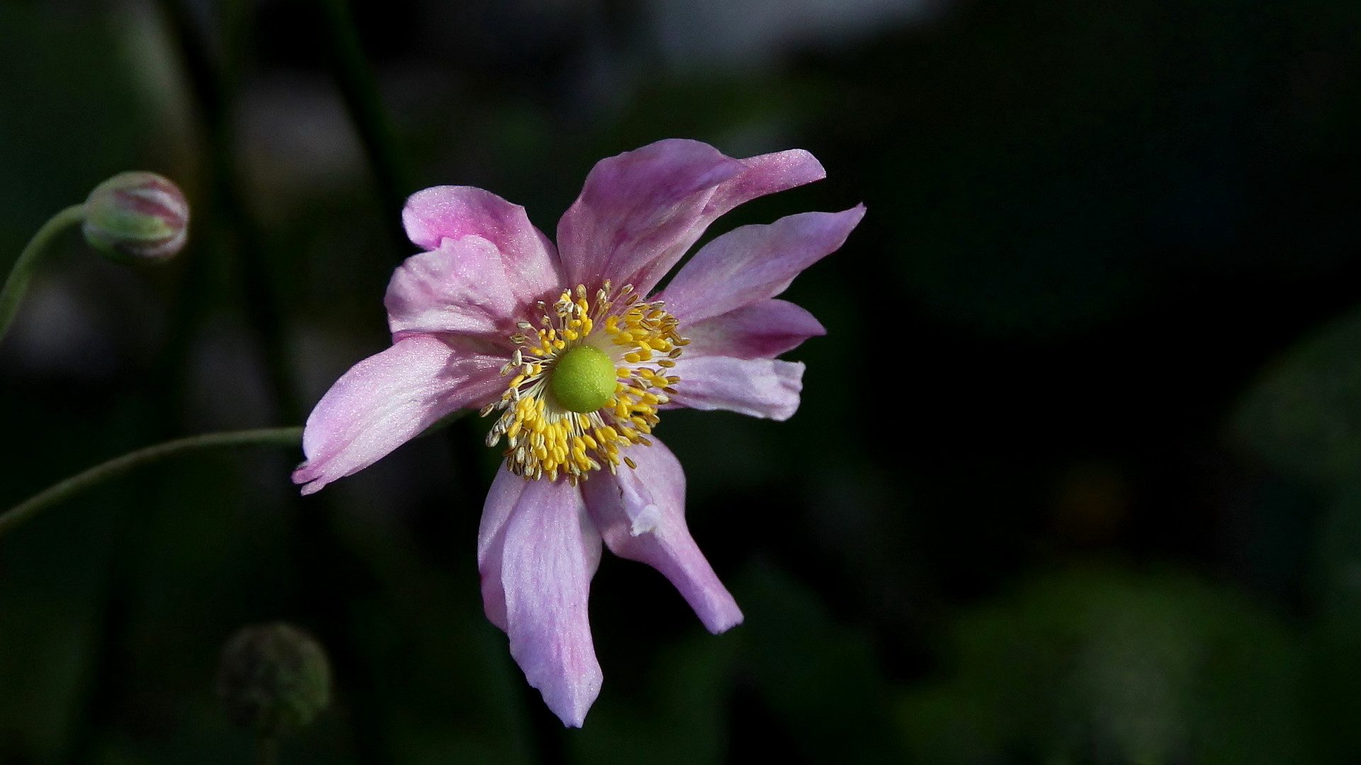 Herbst-Anemone (Anemone hupehensis)