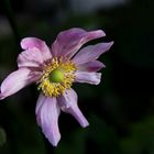 Herbst-Anemone (Anemone hupehensis)