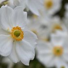 Herbst-Anemone (Anemone hupehensis) in weiss