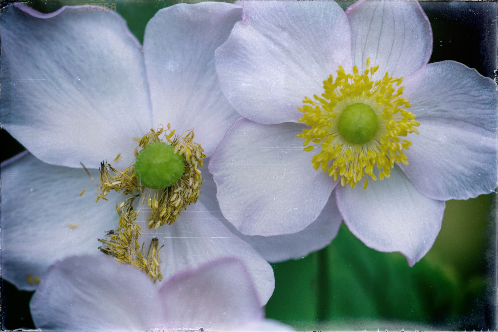 Herbst-Anemone (Anemone hupehensis), windflower