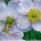 Herbst-Anemone (Anemone hupehensis), windflower