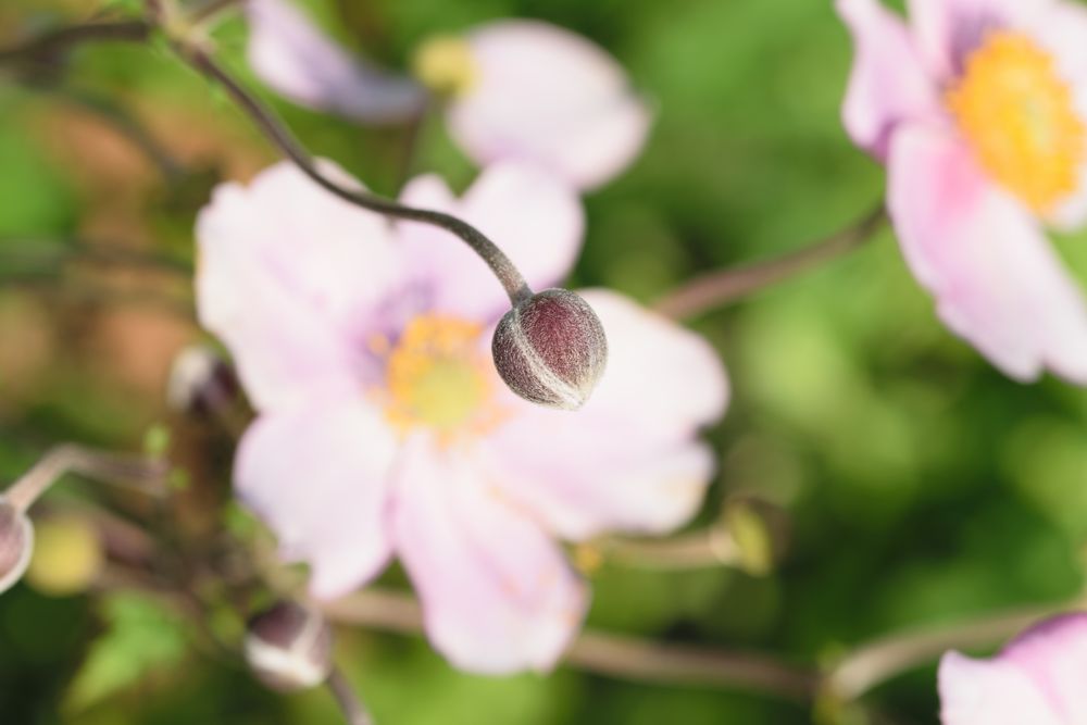 herbst-anemone-anemone-hupehensis-windflower_36241955463_o