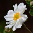 Herbst Anemone