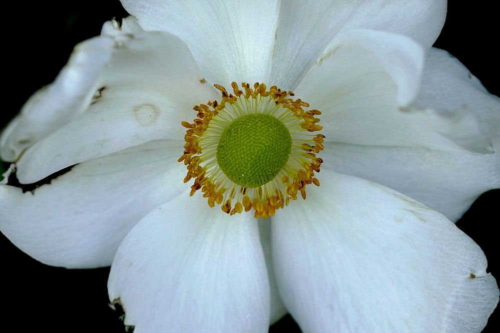 Herbst-Anemone