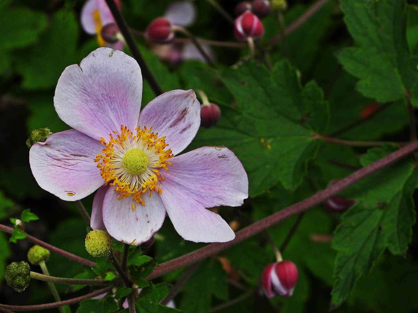 Herbst-Anemone