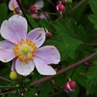 Herbst-Anemone