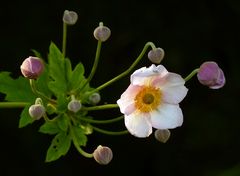 "Herbst!"-Anemone...