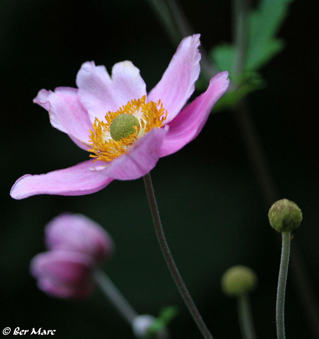 Herbst-Anemone