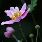 Herbst-Anemone