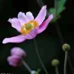 Herbst-Anemone