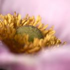 Herbst-Anemone