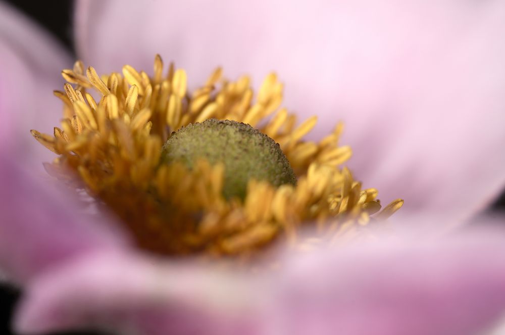 Herbst-Anemone