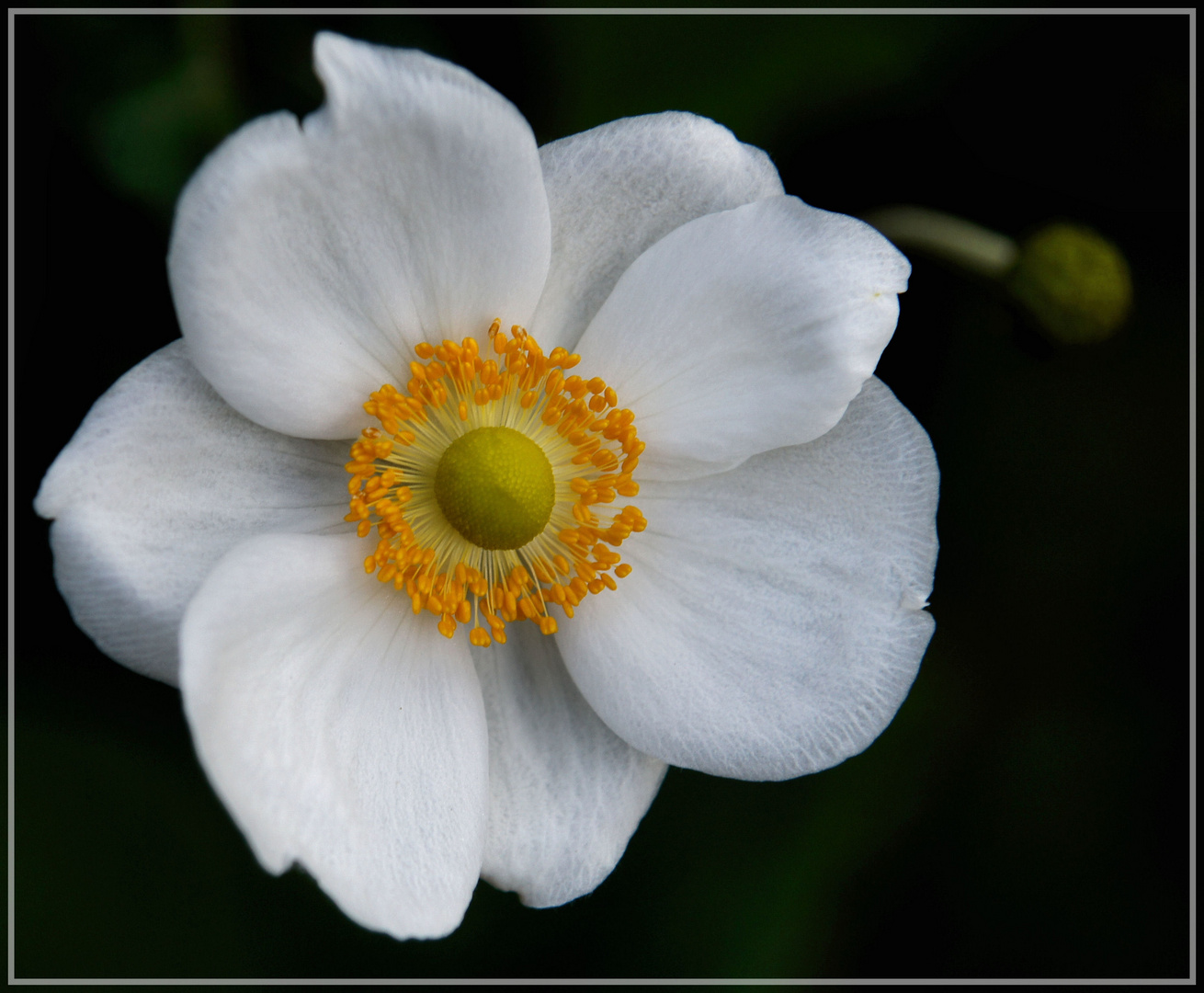 Herbst-Anemone diesmal weiß