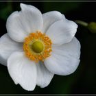 Herbst-Anemone diesmal weiß