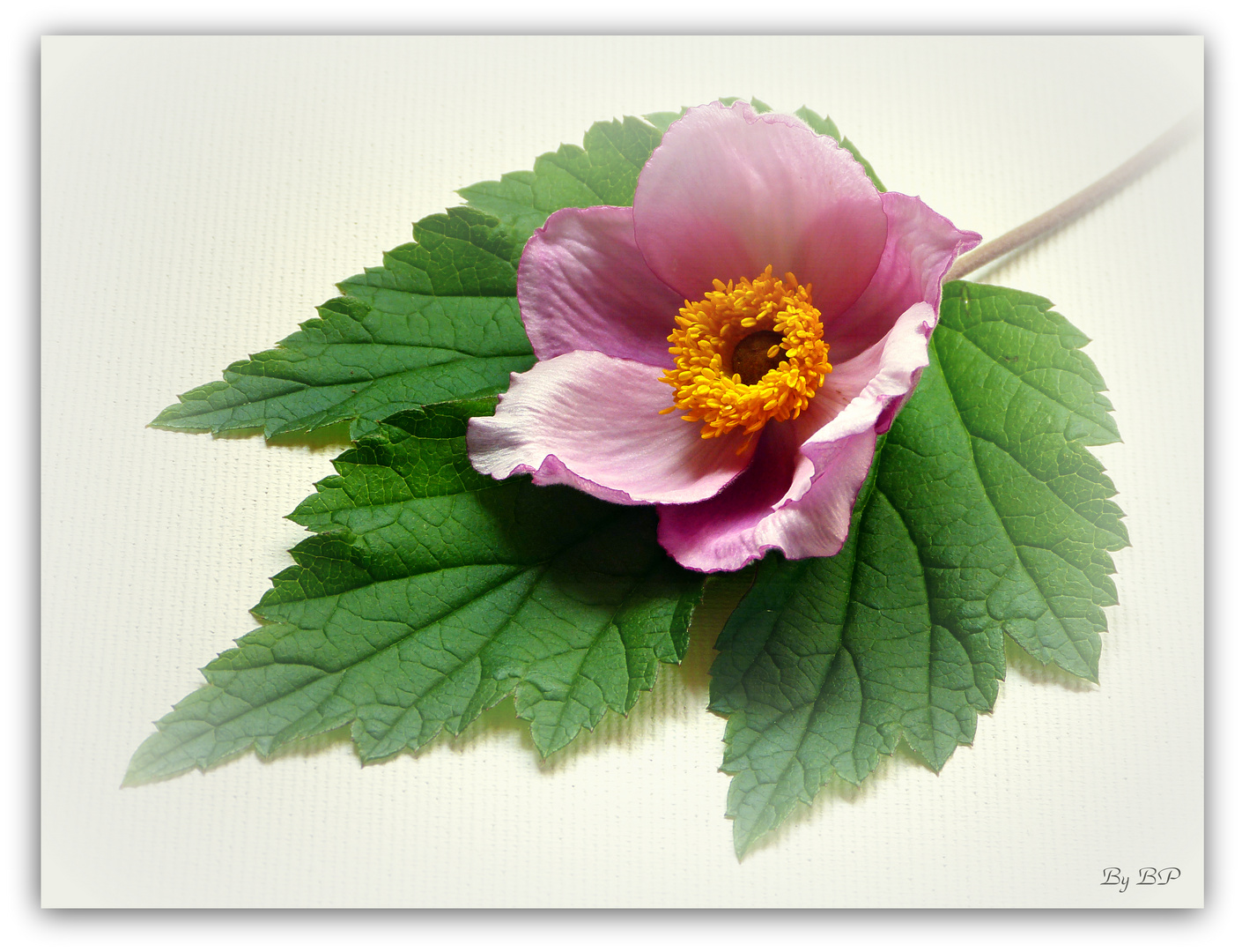 Herbst-Anemone