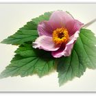 Herbst-Anemone