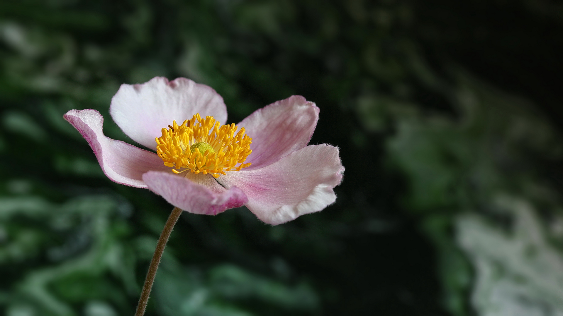 Herbst-Anemone