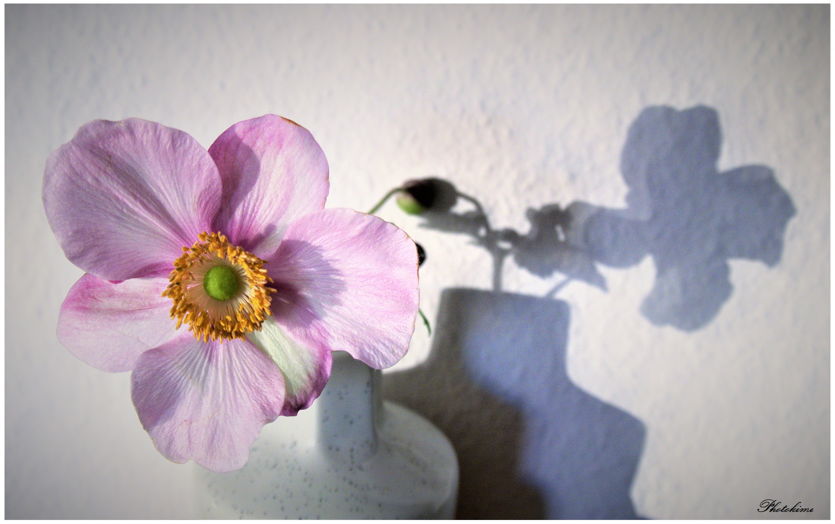 Herbst-Anemone